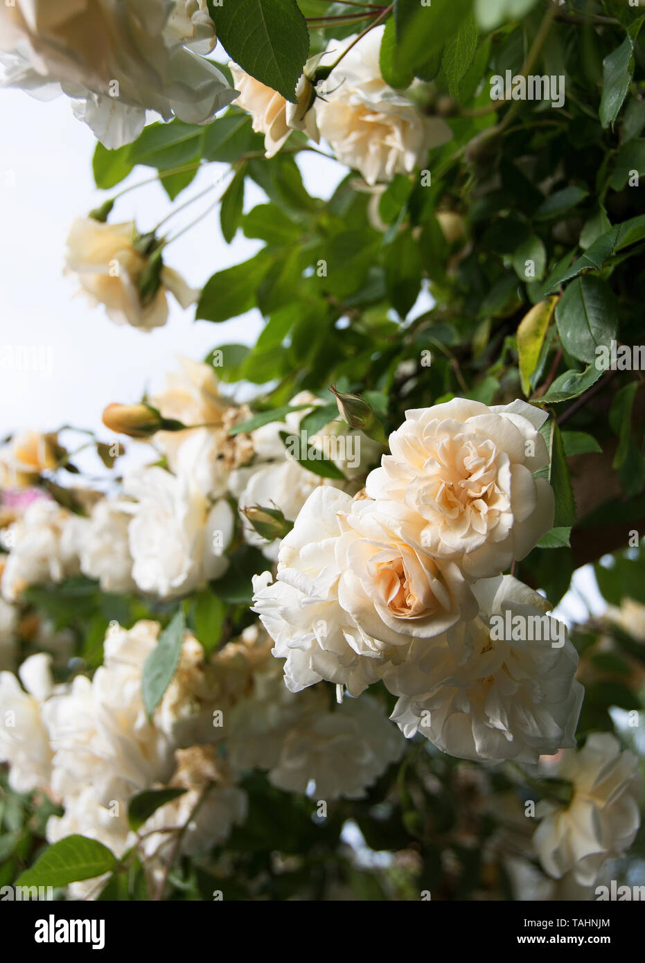 Rosa' Adelaide d'Orleans' Stockfoto