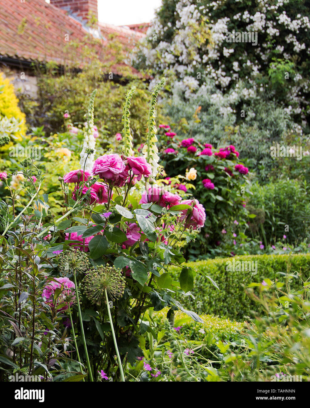 Gertrude jekyll garten stauden Fotos und Bildmaterial in hoher