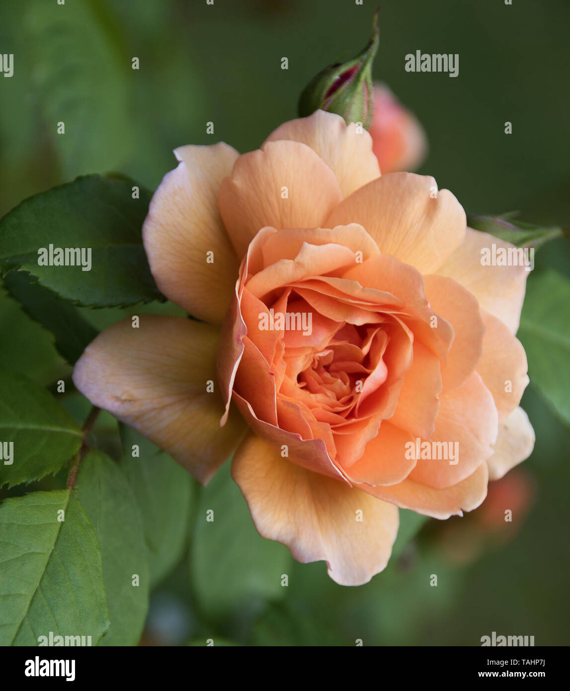 Rosa "Gnade" hat eine schöne reine Aprikosen Blumen - in der Mitte dunkler, heller an den Kanten. Sie sind perfekte Rosetten mit Zurückgebogen äusseren Blütenblätter ein Stockfoto