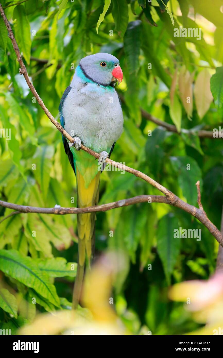 Blue-winged parakeet (Psittacula columboides), Erwachsener, sitzt auf Zweig, Mount Lofty, South Australia, Australien Stockfoto