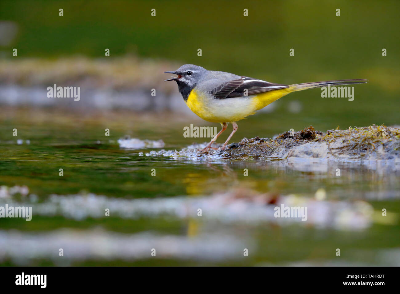 Einen schönen erwachsenen männlichen Gebirgsstelze (Motacilla cinerea) im Sommer in der Nähe von seinem Nest auf dem Fluss Barle in Dulverton, Exmoor, Somerset, England Stockfoto
