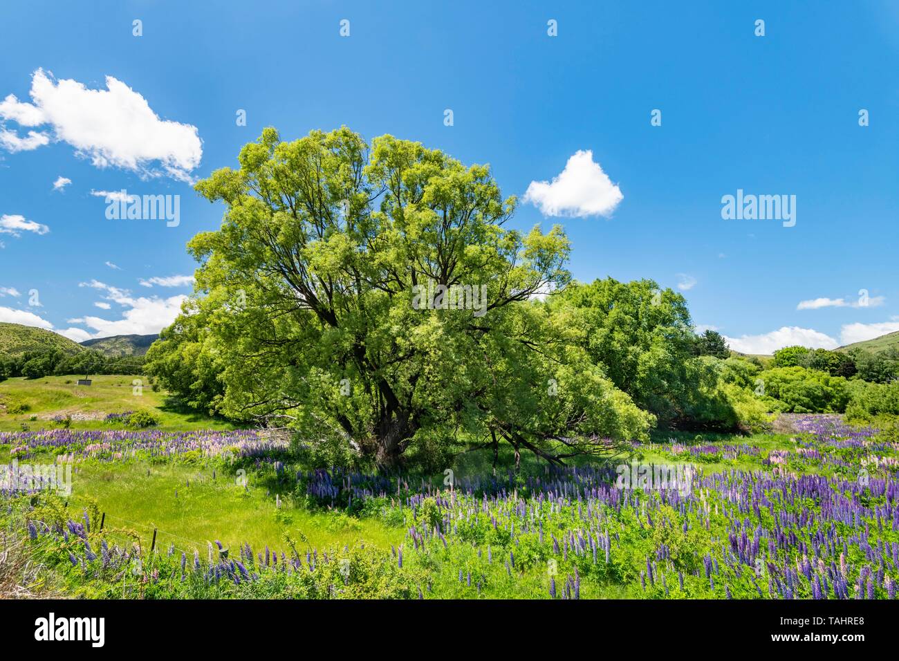 Großblättrige Lupinen (Lupinus polyphyllus) und grossen Baum, Lindis Pass, Südliche Alpen, Otago, Südinsel, Neuseeland Stockfoto