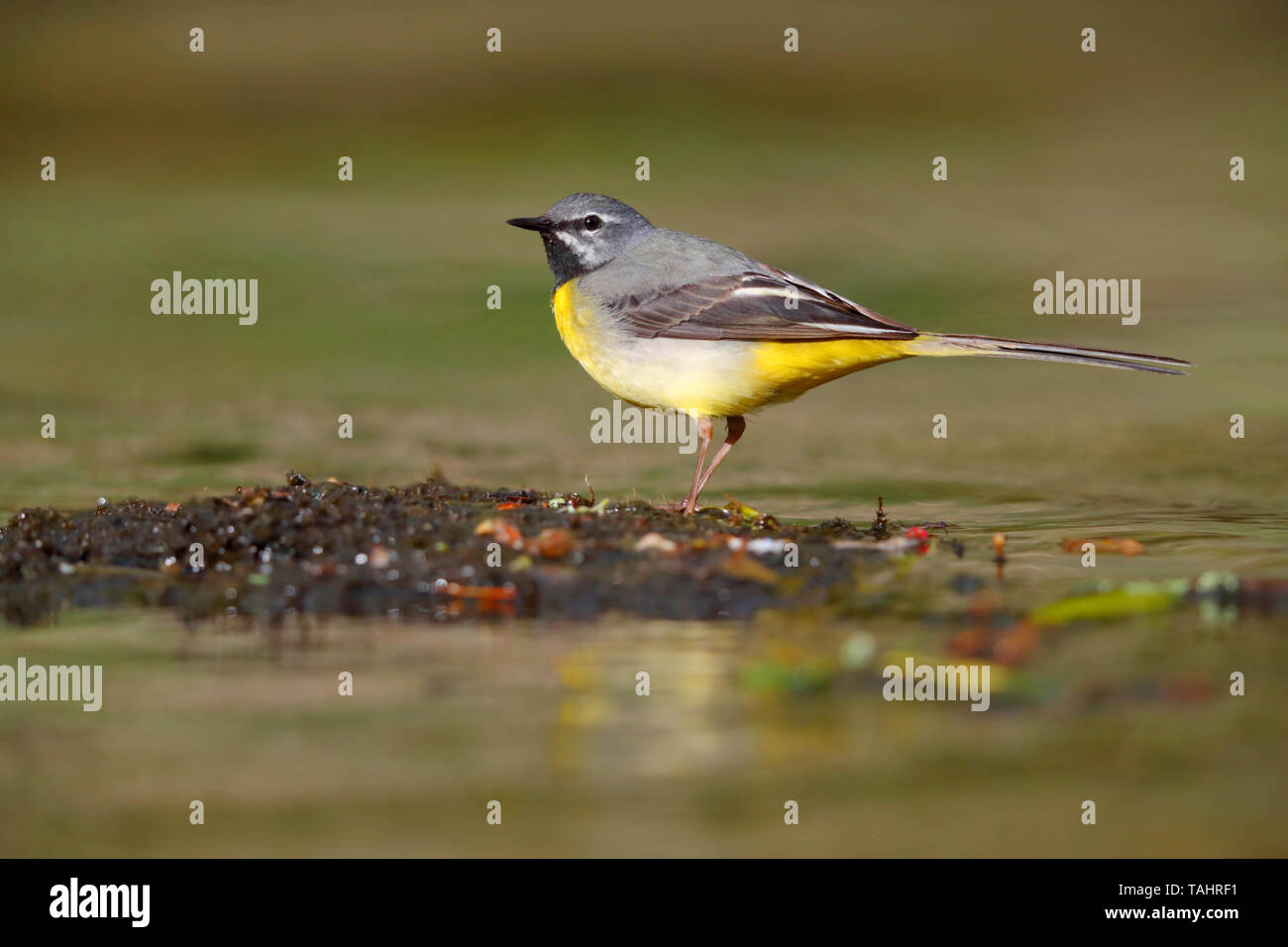 Einen schönen erwachsenen männlichen Gebirgsstelze (Motacilla cinerea) im Sommer in der Nähe von seinem Nest auf dem Fluss Barle in Dulverton, Exmoor, Somerset, England Stockfoto
