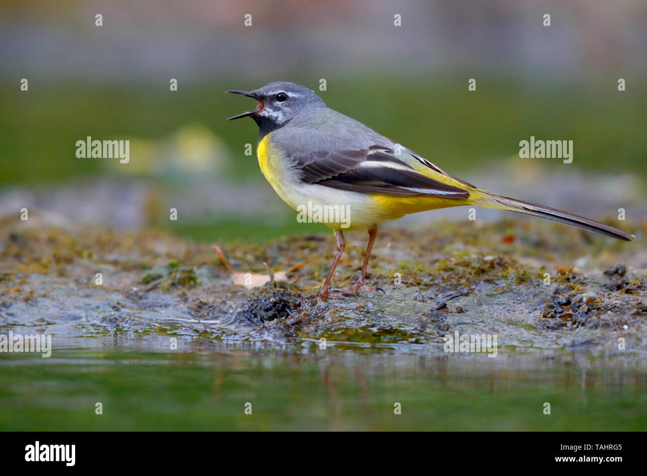 Einen schönen erwachsenen männlichen Gebirgsstelze (Motacilla cinerea) im Sommer in der Nähe von seinem Nest auf dem Fluss Barle in Dulverton, Exmoor, Somerset, England Stockfoto