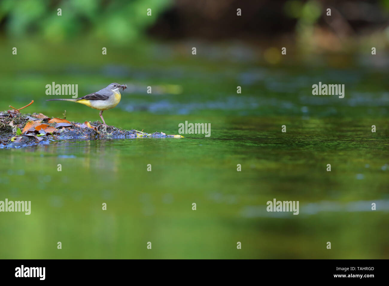 Eine weibliche Gebirgsstelze (Motacilla cinerea Sammeln von Nahrung Küken in einem nahe gelegenen Nest auf dem Fluss Barle in Dulverton, Exmoor, Somerset, England) Stockfoto