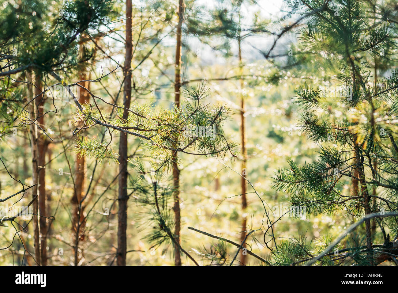 Junge Spring Green Pine Nadeln wachsen in der Filiale Wald Baum im sonnigen Frühlingstag. Stockfoto