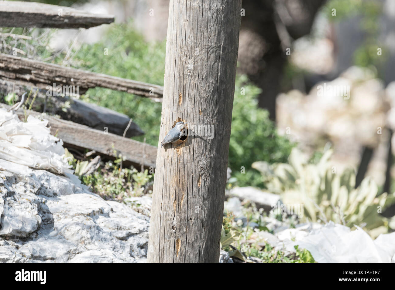 Eine zufällige Roadside stop nur zufällig neben einem Kruper Kleiber (Sitta krueperi) Nest zu werden. Stockfoto