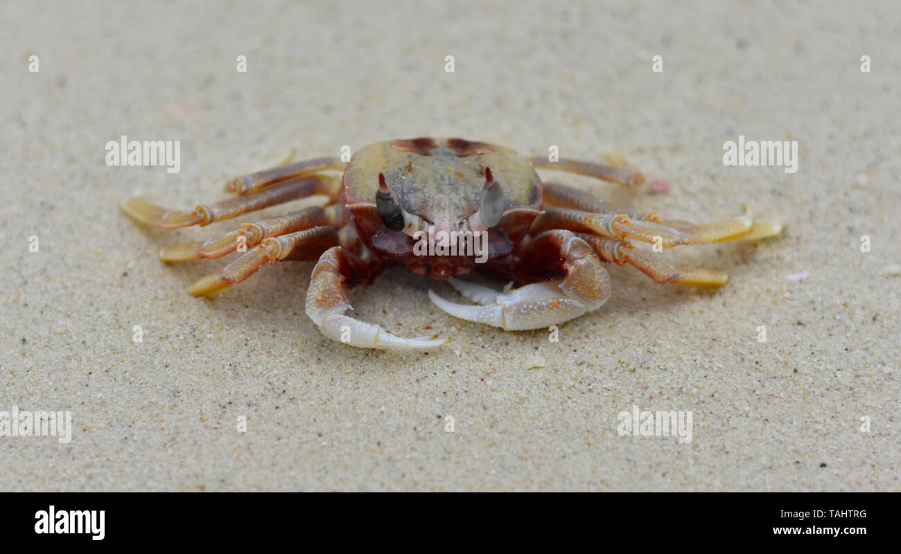 Bild einer Krabbe am Strand. Stockfoto