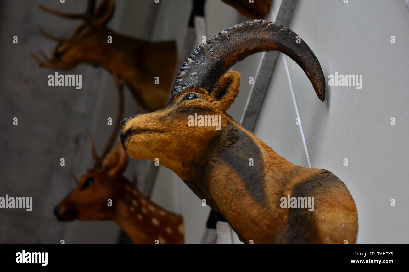 Bild von einem Ram Head Wand montieren. Stockfoto