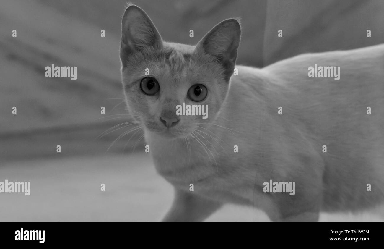 Bild einer Katze Stockfoto