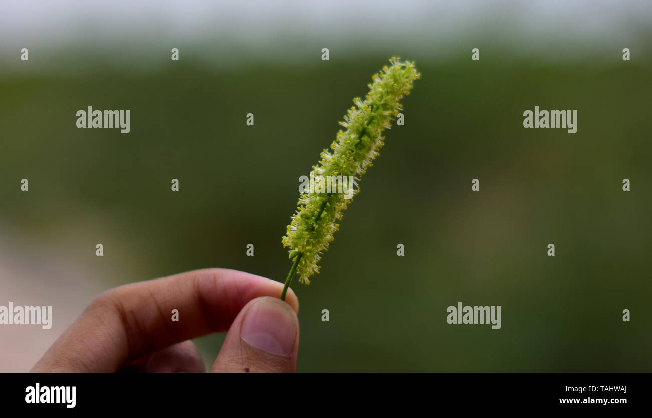 Bild von jemandem mit einer Blume. Stockfoto