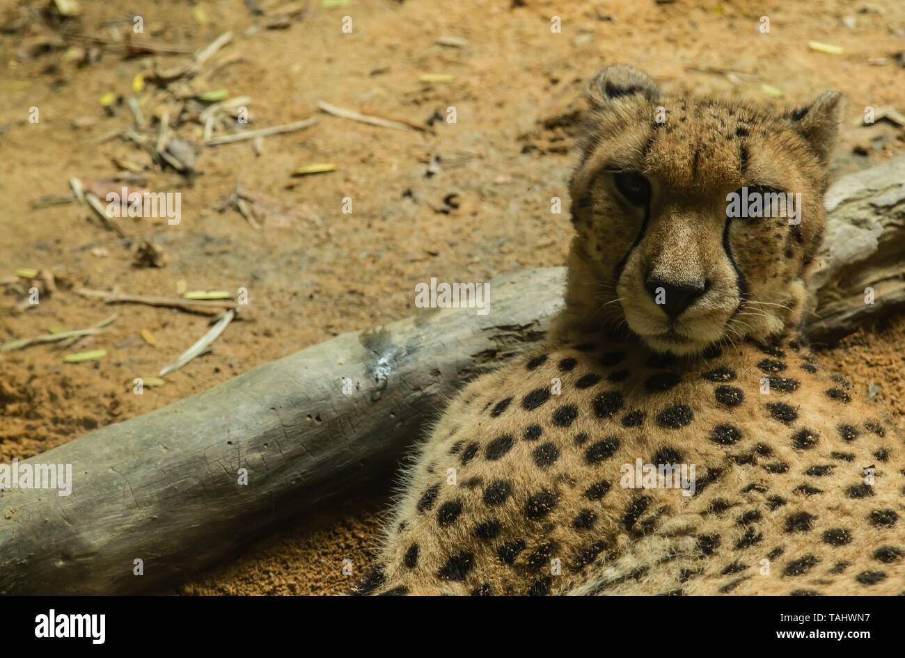Leopard Rest auf dem Boden Detailansicht Stockfoto