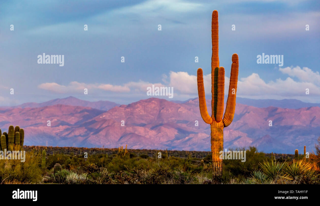 Weitwinkel Landschaft Bild des einsamen Cactus mit Bergen im Hintergrund in der Nähe von Sunset Zeit Stockfoto