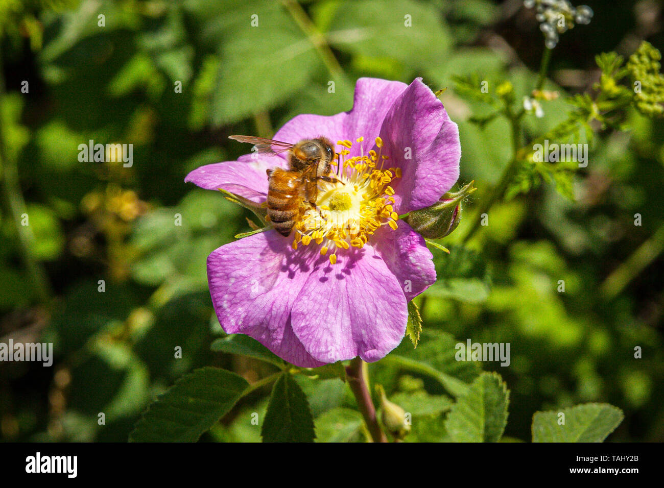 Ein California Wild Rose (Rosa californica) am Merced National Wildlife Refuge im Central Valley in Kalifornien Stockfoto