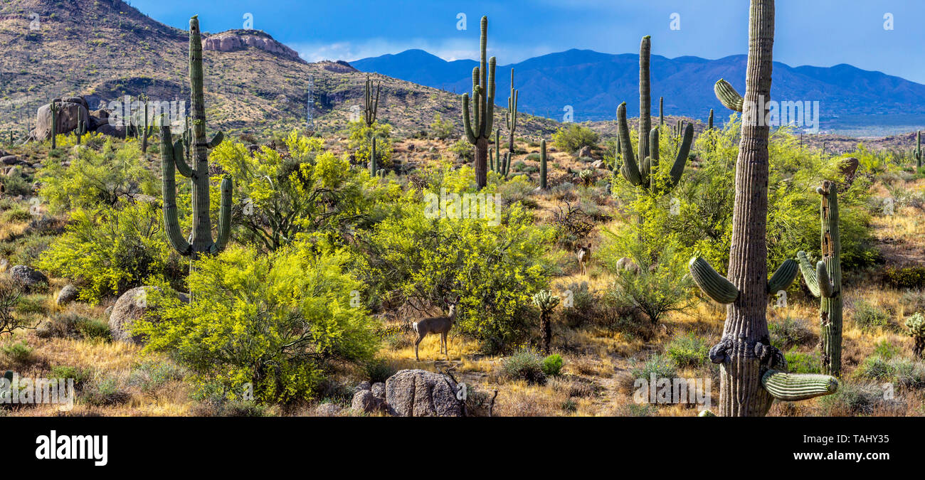 AZ Wüste Landschaft Bild mit Hirsch im Frühling in der Nähe von North Scottsdale. Stockfoto