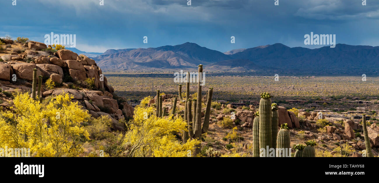 Wüste Landschaft von North Scottsdale, Arizona Stockfoto