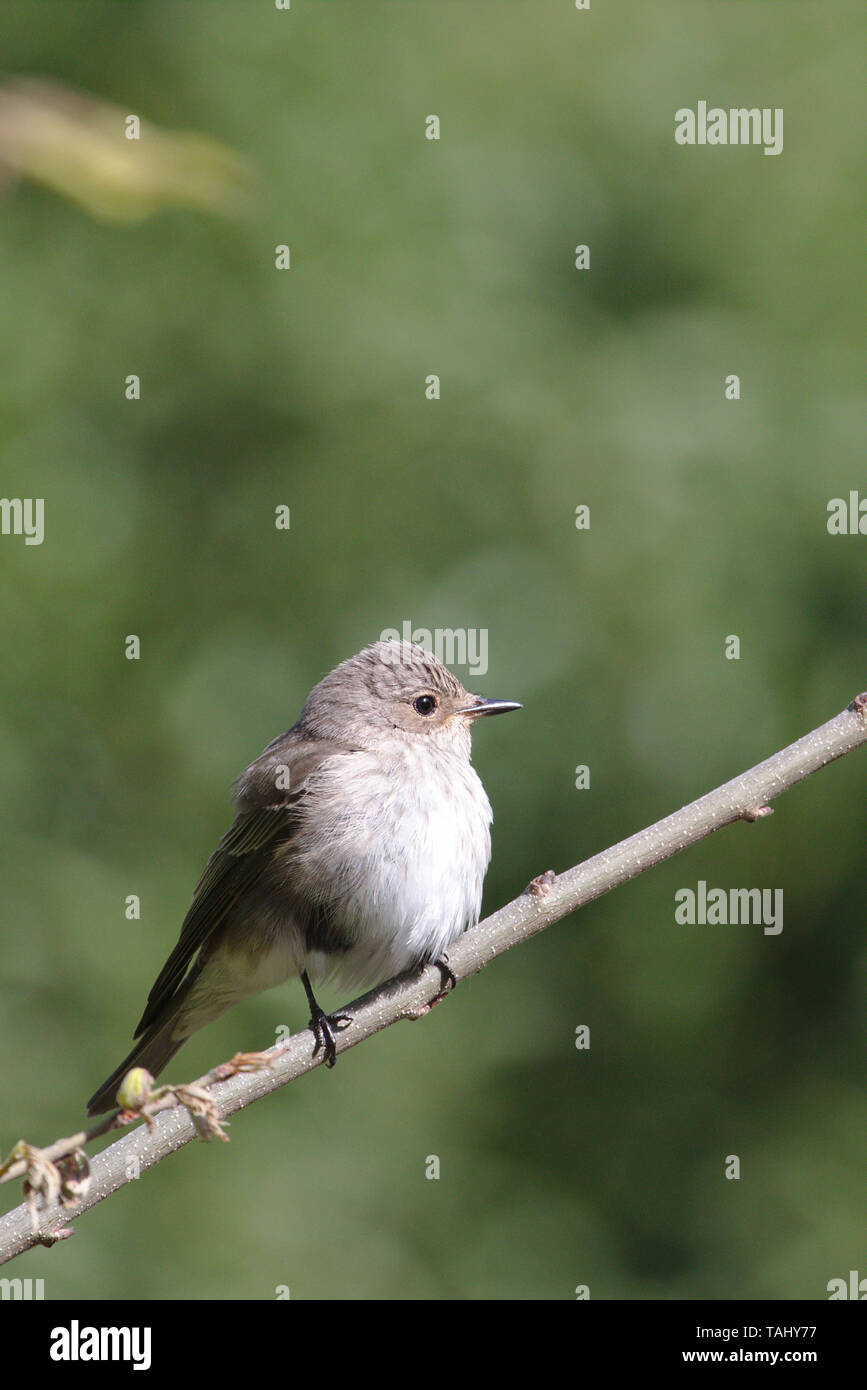 Grauschnäpper Stockfoto