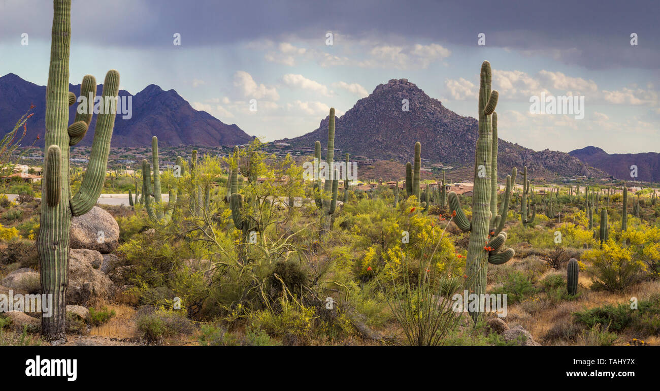 Landschaft Bild des Troon Nachbarschaft, wenn North Scottsdale Arizona im Frühling. Stockfoto