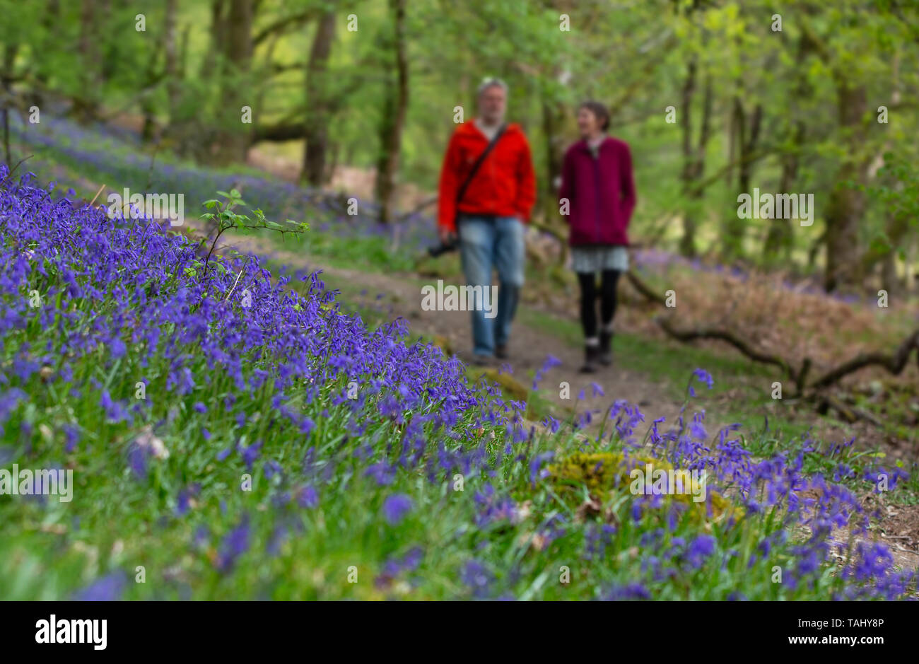 Unscharf Paar in Bluebell Woods in Wales, Großbritannien Stockfoto