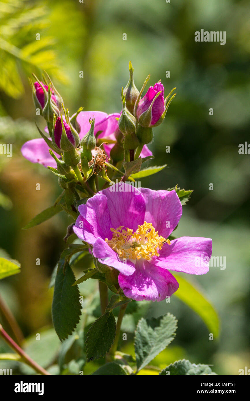 Ein California Wild Rose (Rosa californica) am Merced National Wildlife Refuge im Central Valley in Kalifornien Stockfoto