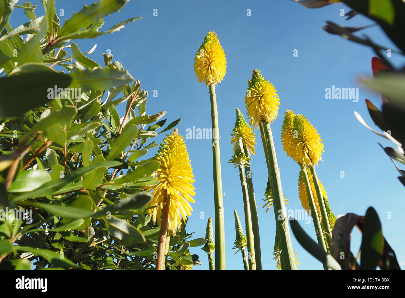 Gelbe Innenrüttler (kniphofia) Blüte im Herbst Stockfoto