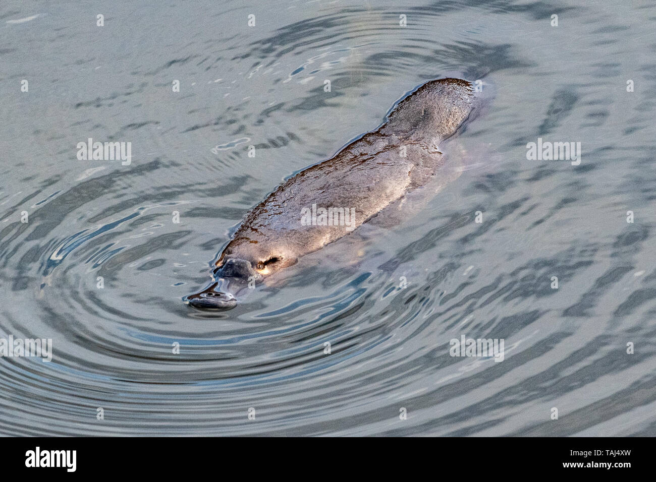 Duck-billed Schnabeltier (Ornithorhynchus anatinus), Tasmanien, Australien Stockfoto