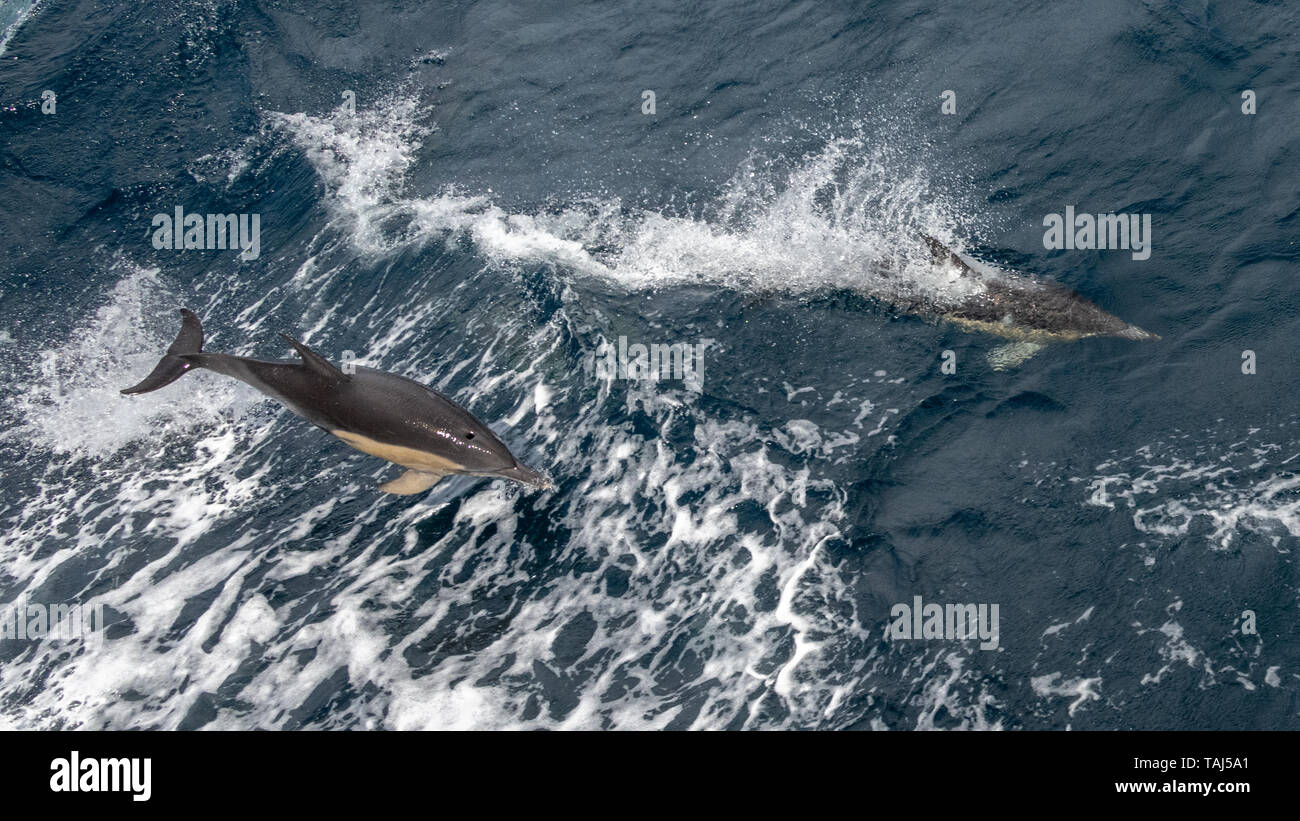 Zwei Gemeine Delfine (Delphinus capensis) Springen und Schwimmen Stockfoto