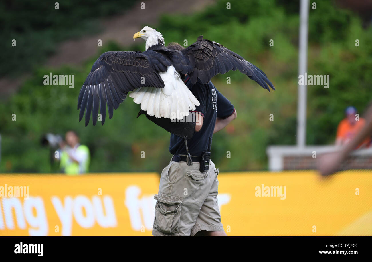 Cincinnati, OH, USA. 25 Mai, 2019. Mai 25, 2019: ein Weißkopfseeadler vom Cincinnati Zoo und Botanischen Garten flog auf das Feld vor der MLS-Spiel zwischen den New York Red Bulls und FC Cincinnati an Nippert Stadion in Cincinnati, Ohio. Austyn McFadden/ZUMA Credit: austyn McFadden/ZUMA Draht/Alamy leben Nachrichten Stockfoto