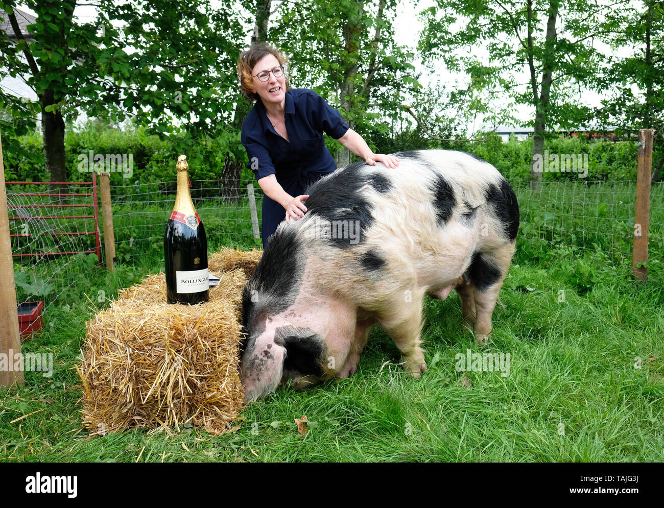 Hay Festival, Heu auf Wye, Wales, Großbritannien. 26. Mai 2019. Thema Nina Stibbe Gewinner des 2019 Bollinger Everyman Wodehouse Prize für Comic Fiktion trifft Patch die vier Jahre alte Gloucester alten Spot Schwein an der Hay Festival am Tag 4 dieser Jahre Festival. Credit: Steven Mai/Alamy leben Nachrichten Stockfoto