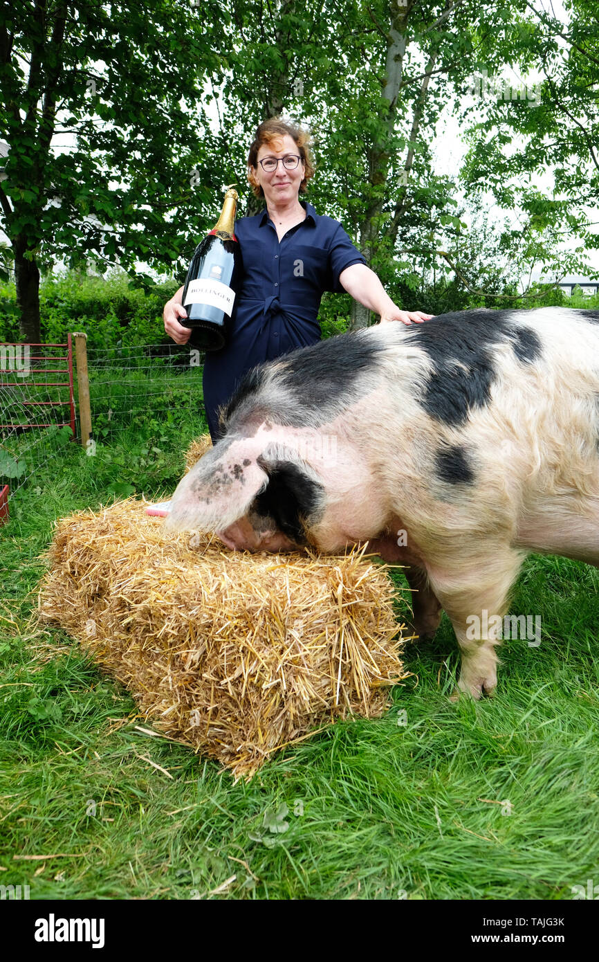 Hay Festival, Heu auf Wye, Wales, Großbritannien. 26. Mai 2019. Thema Nina Stibbe Gewinner des 2019 Bollinger Everyman Wodehouse Prize für Comic Fiktion trifft Patch die vier Jahre alte Gloucester alten Spot Schwein an der Hay Festival am Tag 4 dieser Jahre Festival. Credit: Steven Mai/Alamy leben Nachrichten Stockfoto
