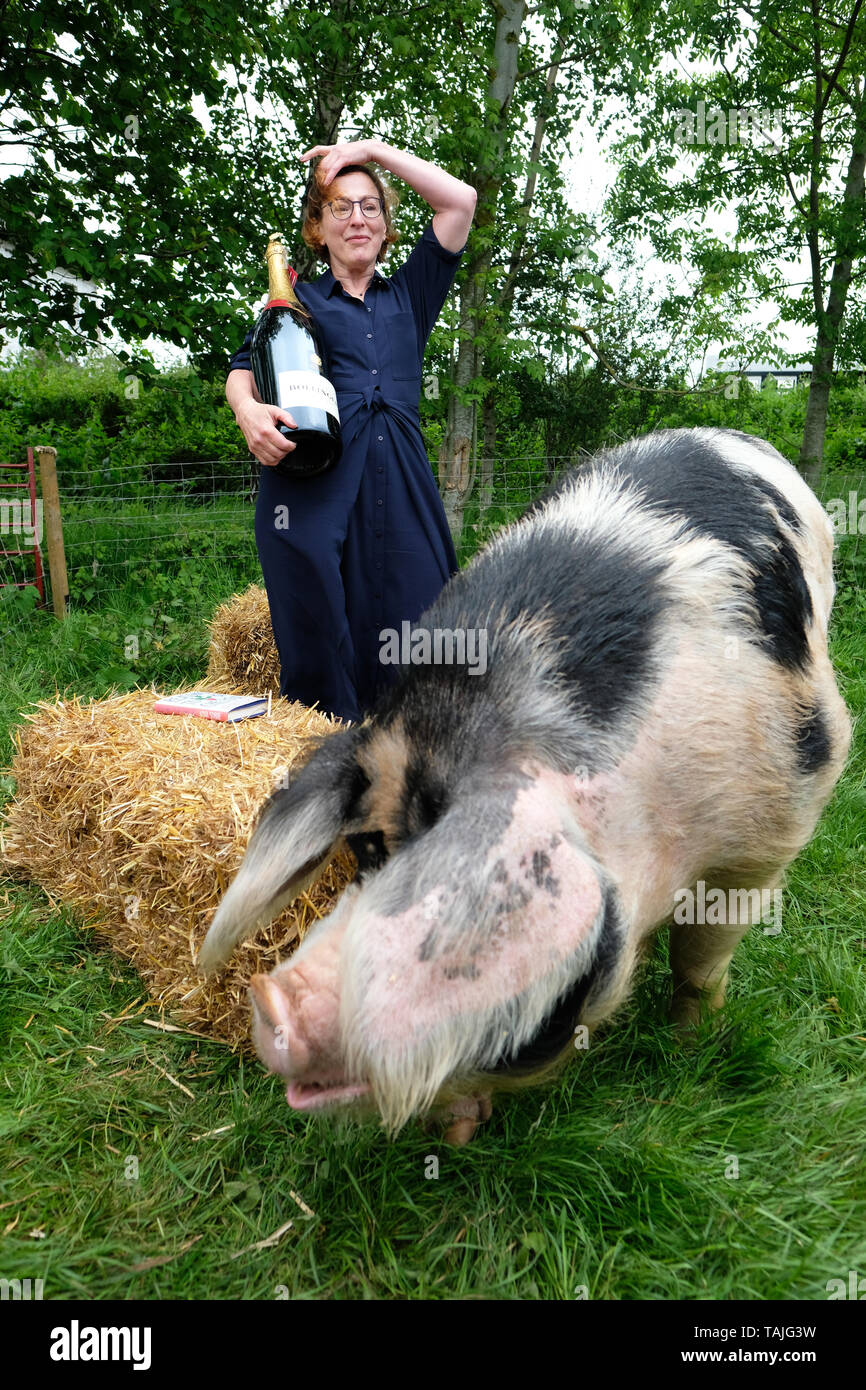 Hay Festival, Heu auf Wye, Wales, Großbritannien. 26. Mai 2019. Thema Nina Stibbe Gewinner des 2019 Bollinger Everyman Wodehouse Prize für Comic Fiktion für Ihr Buch Gründe zu fröhlichen erfüllt werden Patch die vier Jahre alte Gloucester alten Spot Schwein an der Hay Festival am Tag 4 dieser Jahre Festival. Credit: Steven Mai/Alamy leben Nachrichten Stockfoto
