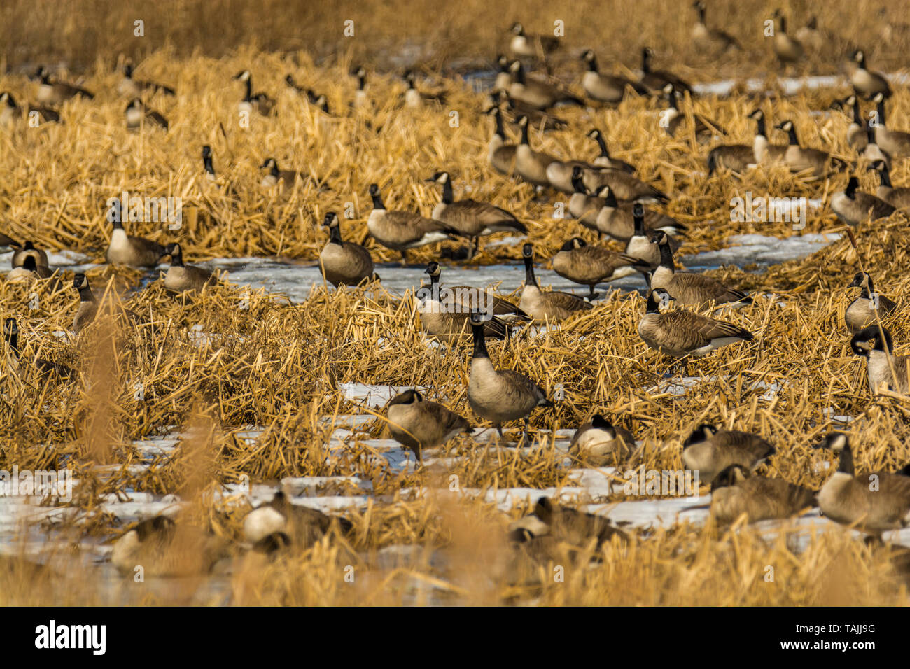 Gänse auf trockenem Land im Winter thront Stockfoto