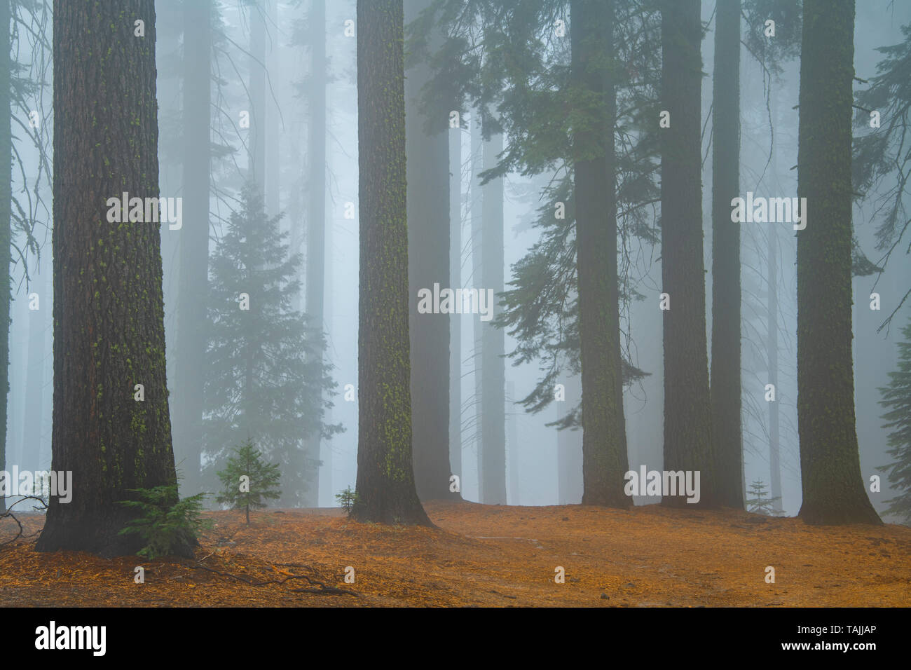 Koniferen und morgens Nebel, Mariposa Grove, Yosemite NP, Kalifornien, USA, von Bill Lea/Dembinsky Foto Assoc Stockfoto