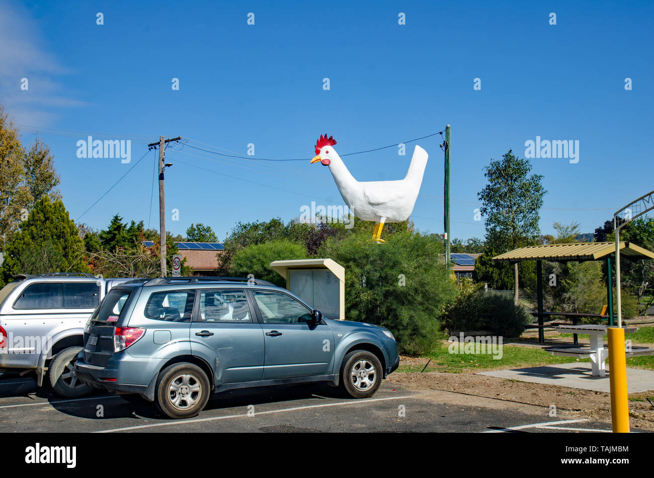 Die großen Duty Chook an Moonbi NSW Australien. Stockfoto