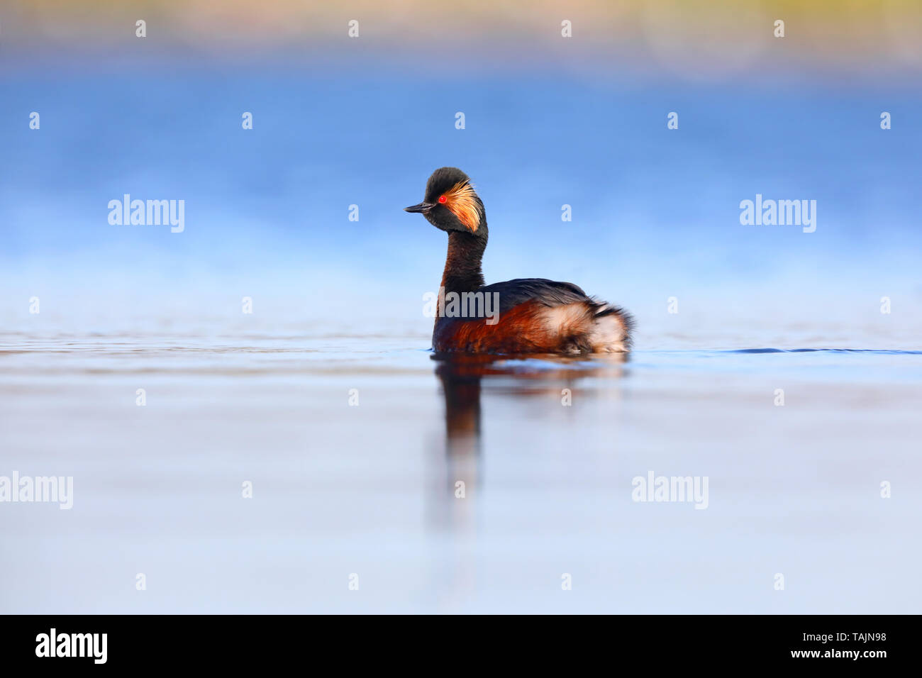Eine atemberaubende Zucht Gefieder Schwarzhalstaucher oder Eared Haubentaucher (Podiceps nigricollis) auf einem See an St. Aidan's RSPB (Swillington Ings), West Yorkshire Stockfoto