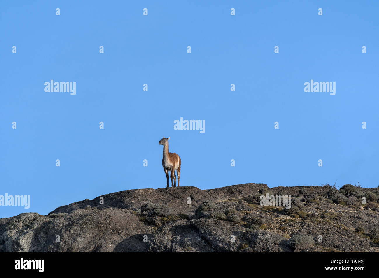 Guanako (Lama Guanicoe), Torres del Paine NP, Chile Stockfoto