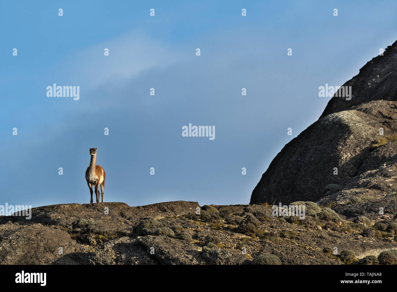 Guanako (Lama Guanicoe), Torres del Paine NP, Chile Stockfoto