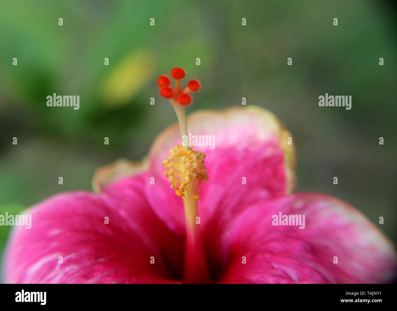 Makro - Nahaufnahme der schönen rosa Farbe Schuhblume - Rosenmalbe - Hibiskusblüte in einem Haus gesehen Garten in Sri Lanka Stockfoto