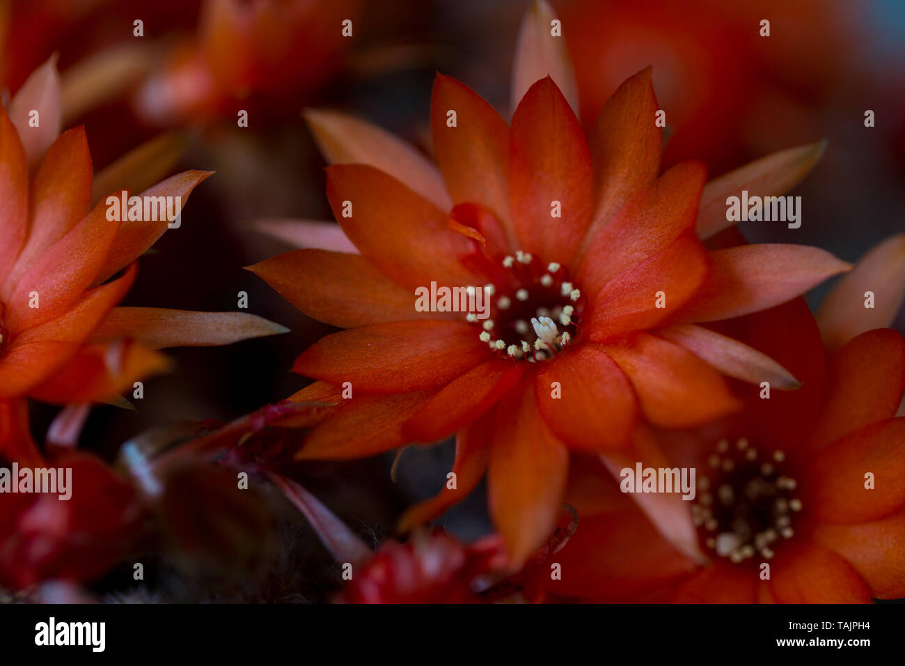 Hintergrund mit orange Kaktusblüte isoliert Stockfoto