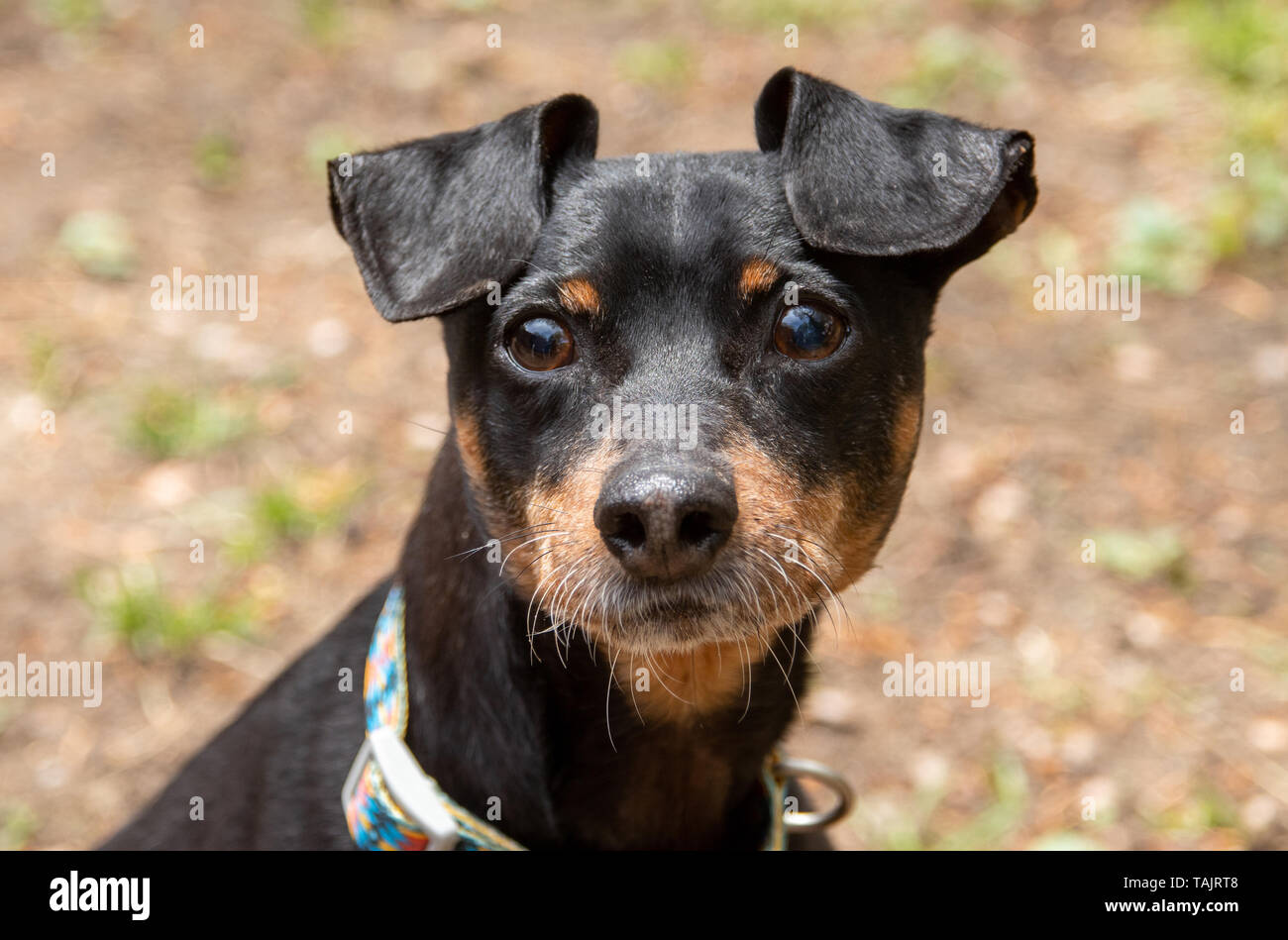 Adorable männlich aufgegeben erbärmliche pinscher Hund im Freien Stockfoto