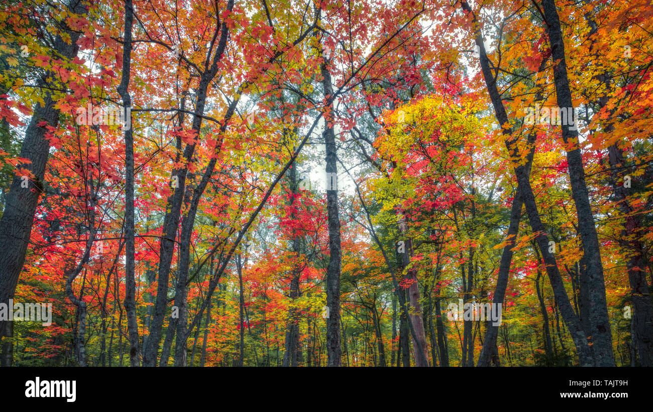 Low Angle View von bunten Herbstfarben in Ruissalo, Turku, Finnland Stockfoto