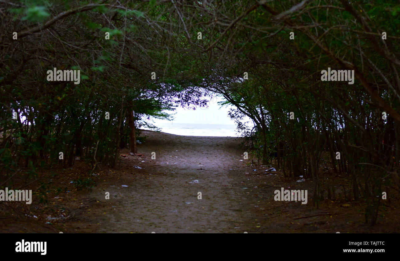 Bild von einem Weg zum Strand durch den Wald. Stockfoto