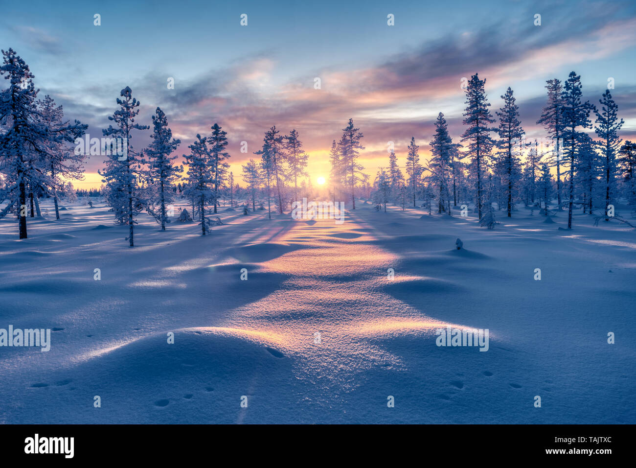 Sonnenuntergang zwischen Bäume im Winter Stockfoto