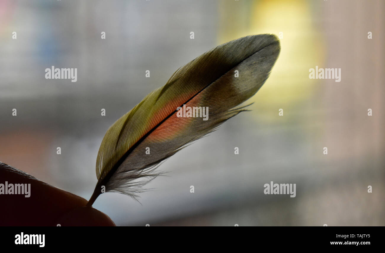 Bild von jemandem Holding eine Feder. Stockfoto