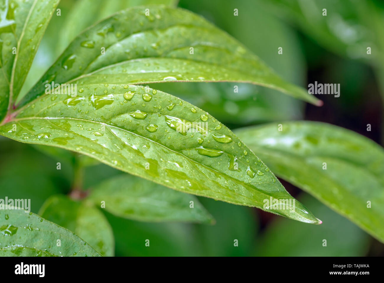 Nahaufnahme von grünen Blättern bedeckt inraindrops an einem regnerischen Frühlingstag. Konzept von Frische, Stockfoto