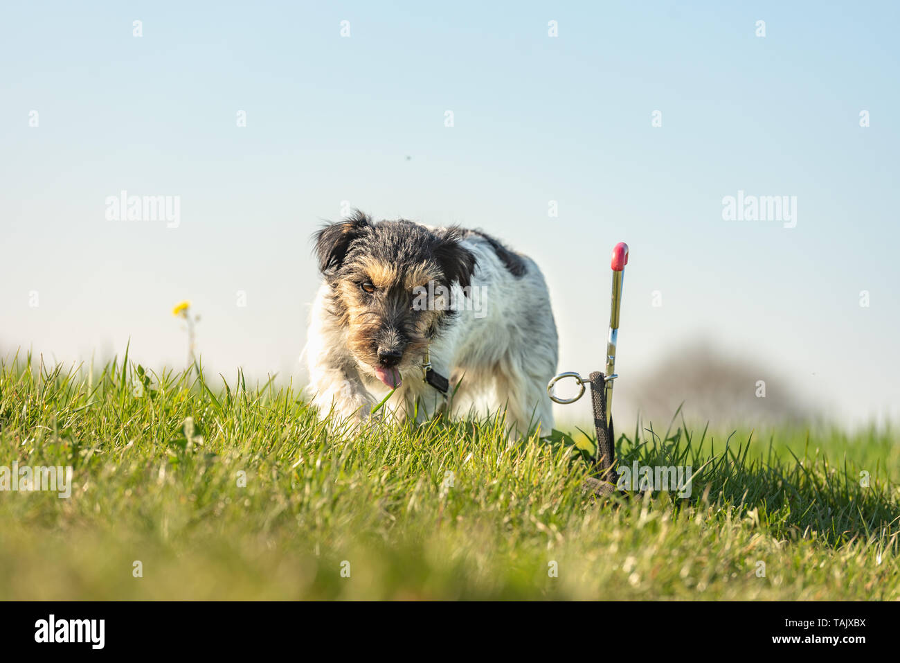 Süße Jack Russell Terrier Hund wartet mit einem Erde Haken in der Wiese Stockfoto