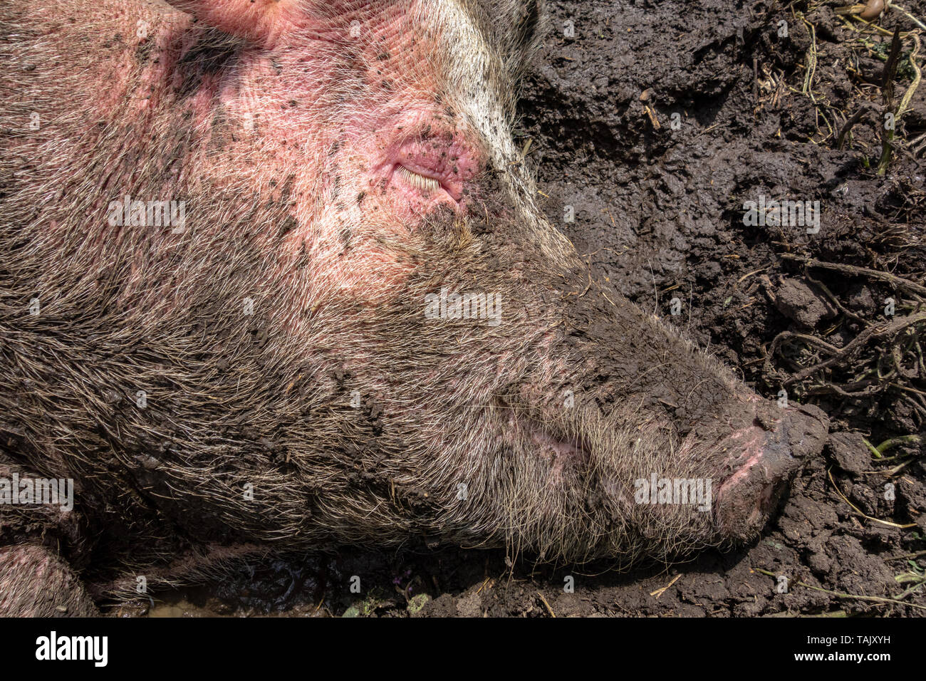 Schwein Verlegung in Schlamm an Surrey Docks Farm London Stockfoto