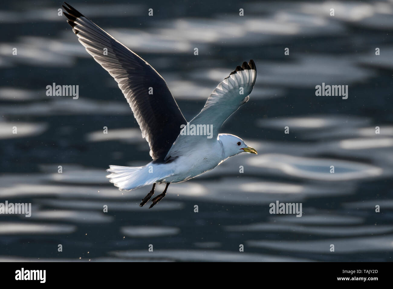 Dreizehenmöwe, winter Gefieder, Båtsfjord, Norwegen, Das arktische Norwegen, Varanger, norwegische Wildnis, Stockfoto