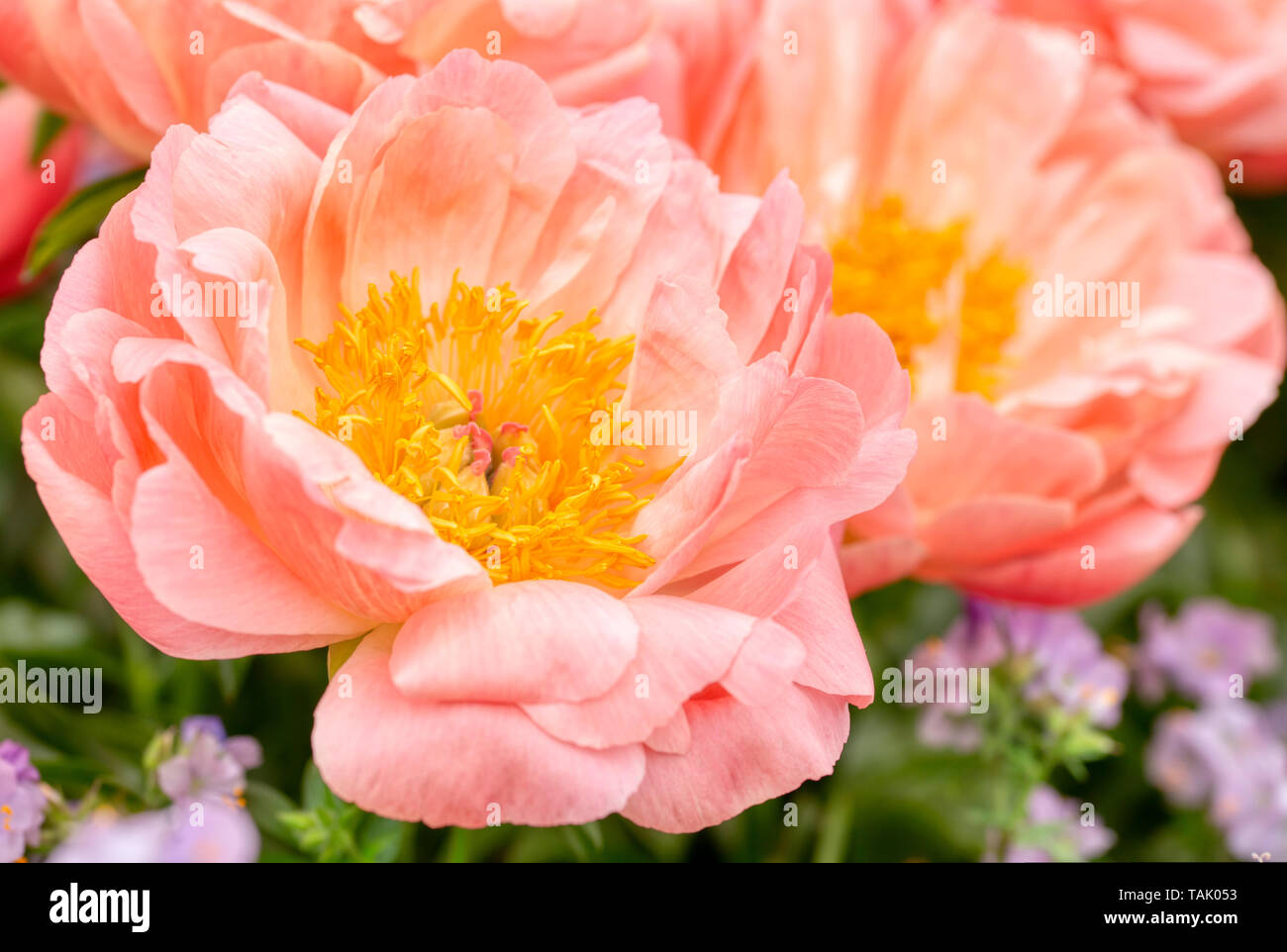 Pfingstrose RHS Chelsea Flower Show 2019 Stockfoto