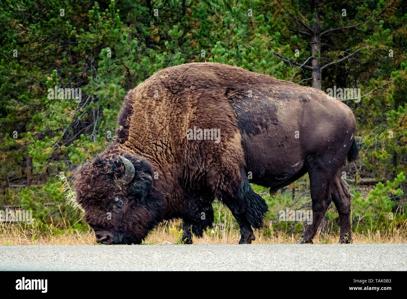 Büffel- oder Bisons, die größte noch erhaltene terrestrische Tiere in Nordamerika und Europa Stockfoto